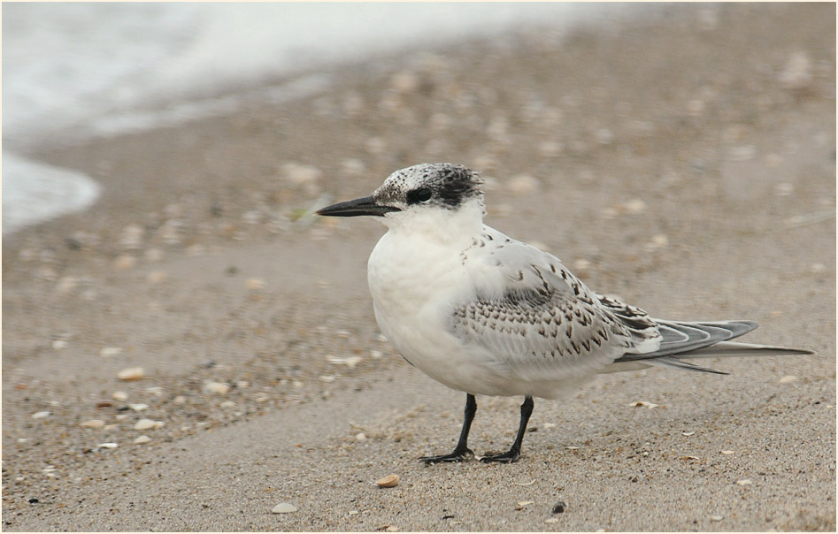 Brandseeschwalbe (Sterna sandvicensis)