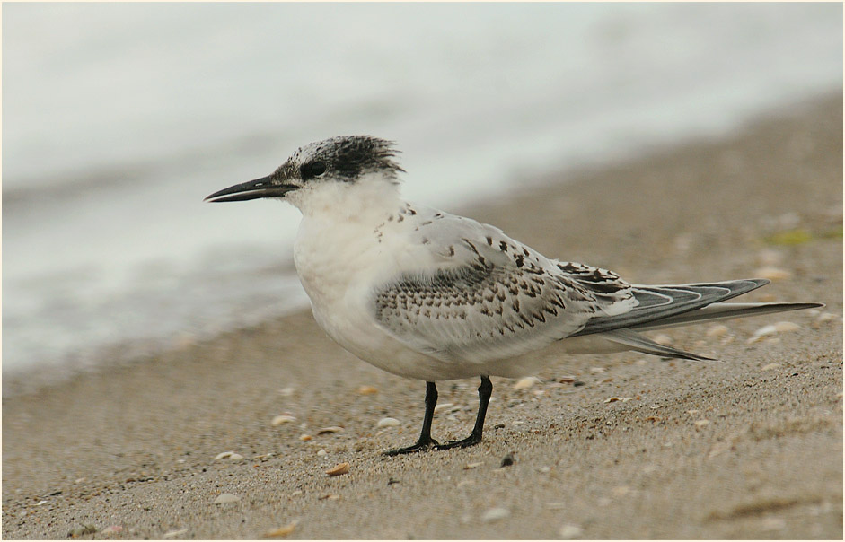 Brandseeschwalbe (Sterna sandvicensis)