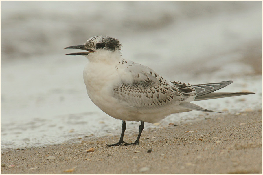 Brandseeschwalbe (Sterna sandvicensis)