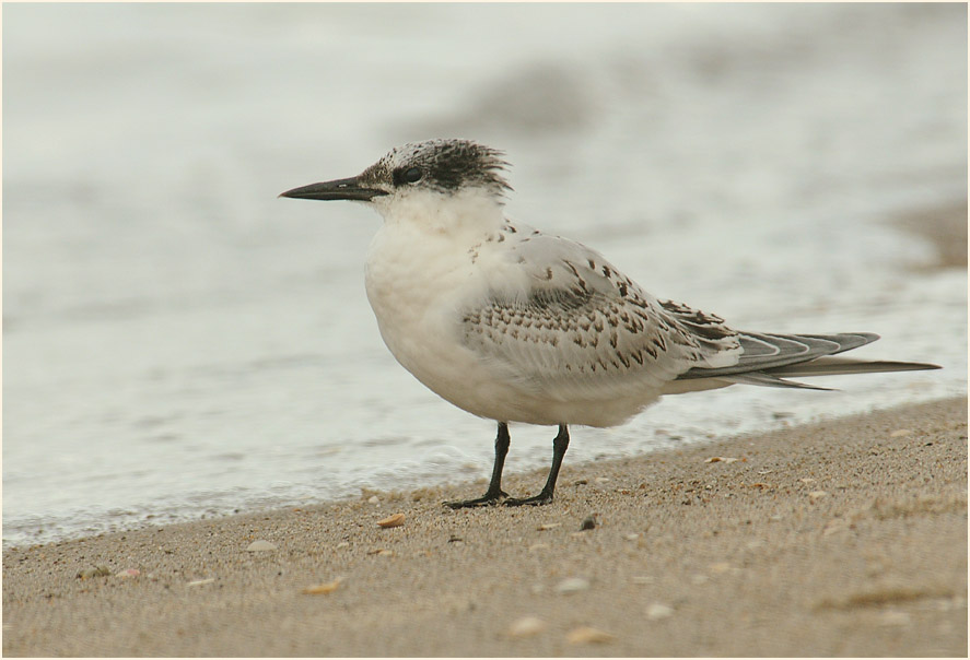 Brandseeschwalbe (Sterna sandvicensis)