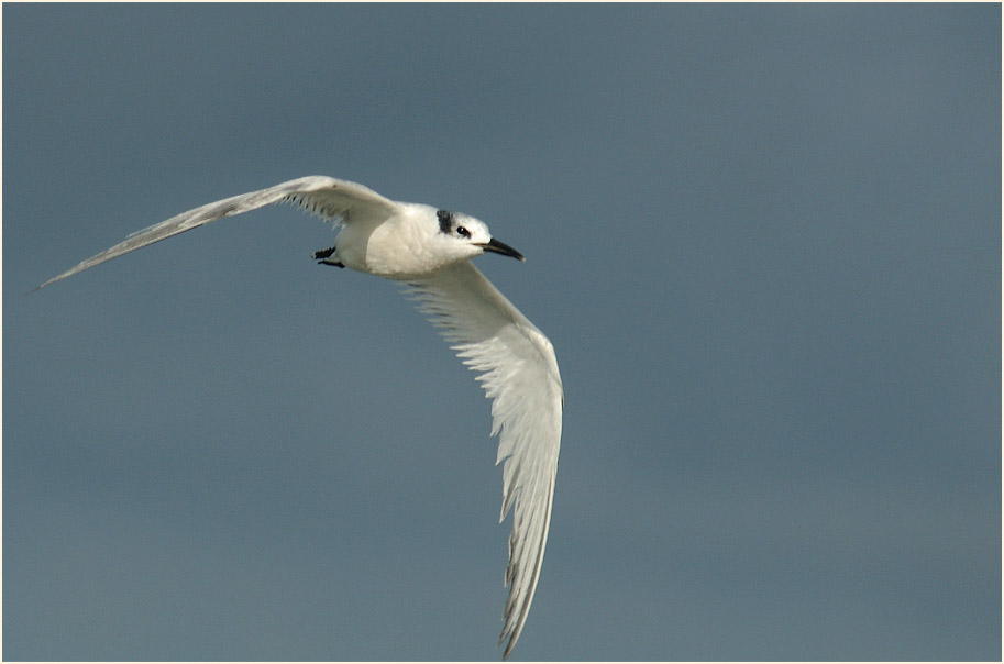 Brandseeschwalbe (Sterna sandvicensis)