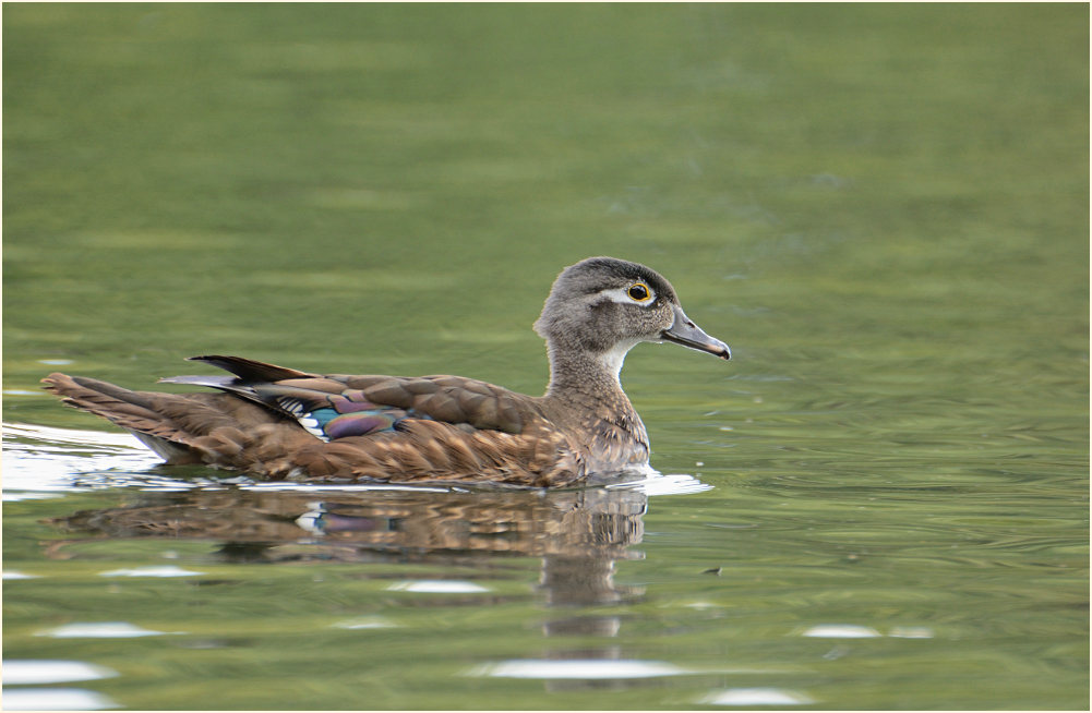 Brautente (Aix sponsa)