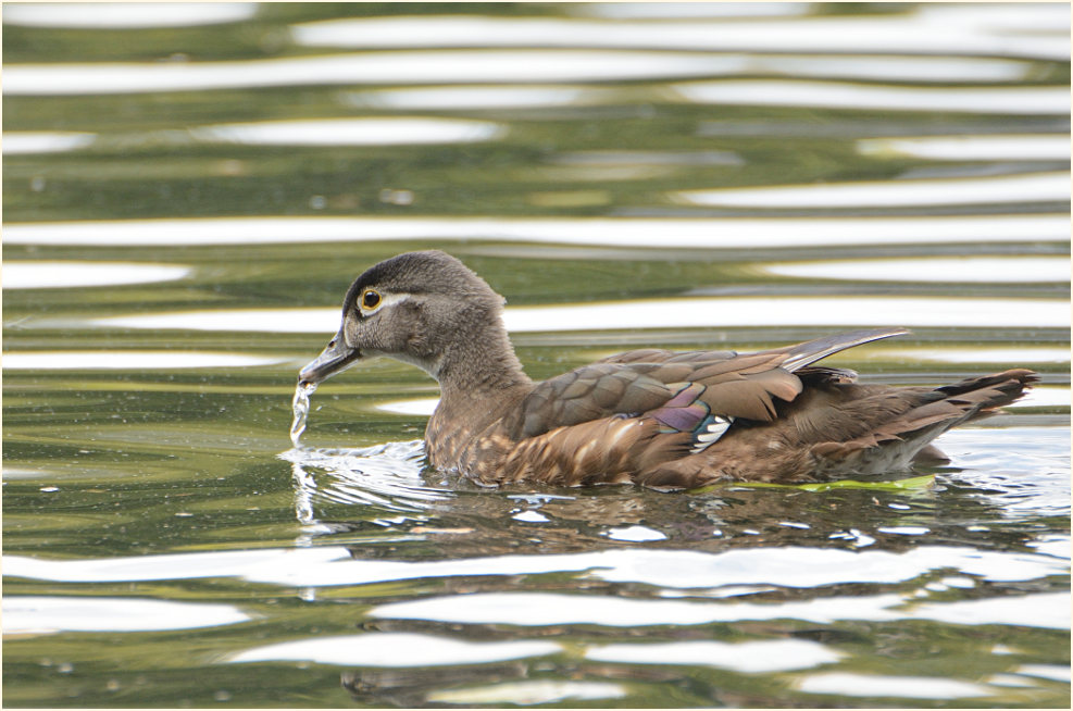 Brautente (Aix sponsa)