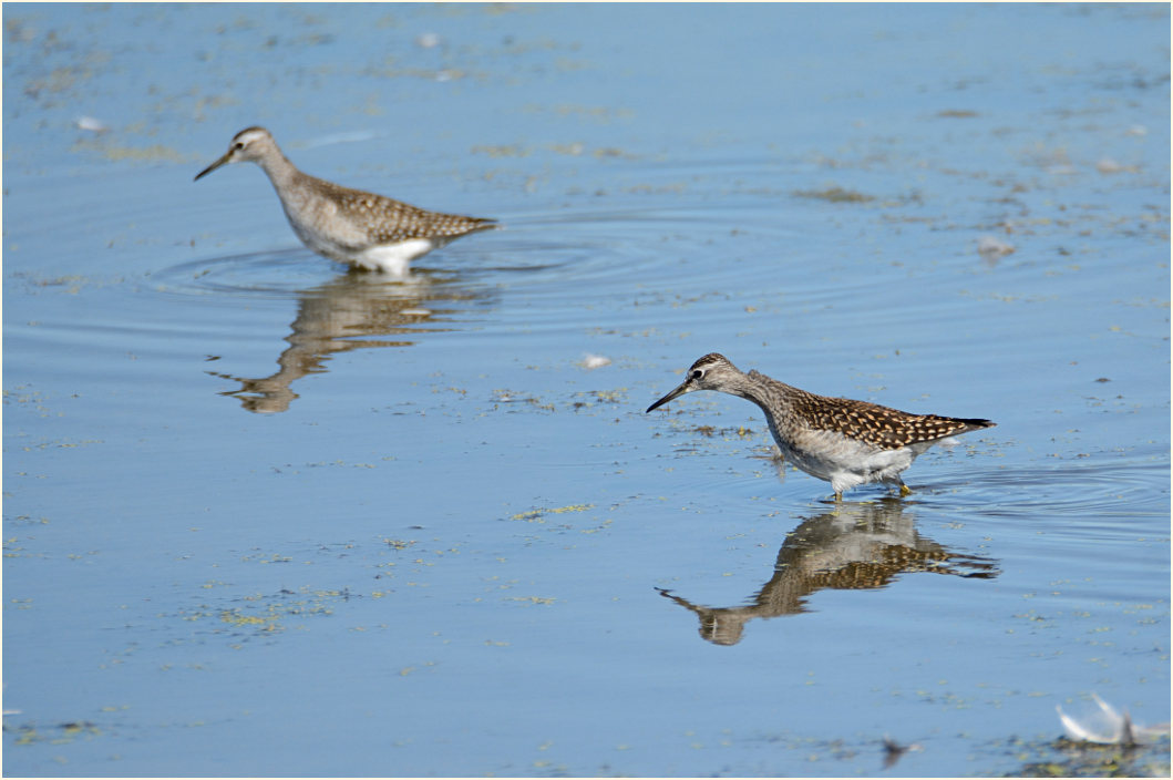 Bruchwasserläufer (Tringa glareola)