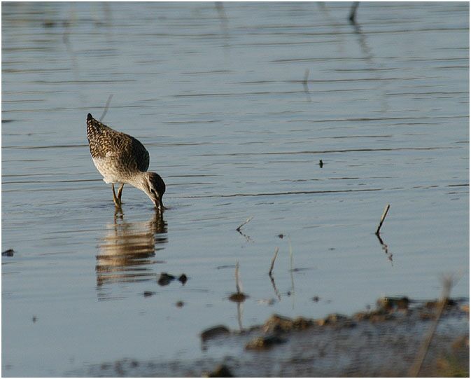 Bruchwasserläufer (Tringa glareola)