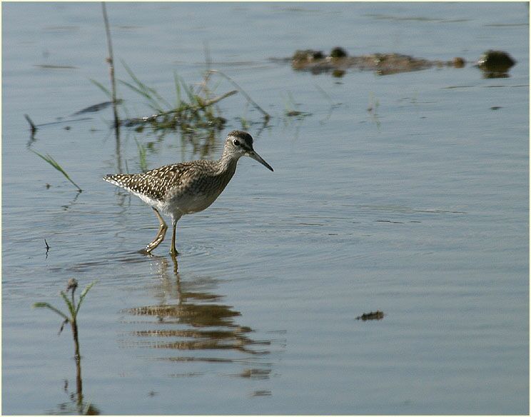 Bruchwasserläufer (Tringa glareola)