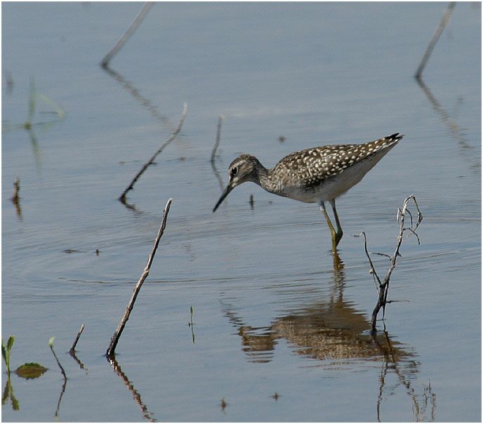 Bruchwasserläufer (Tringa glareola)