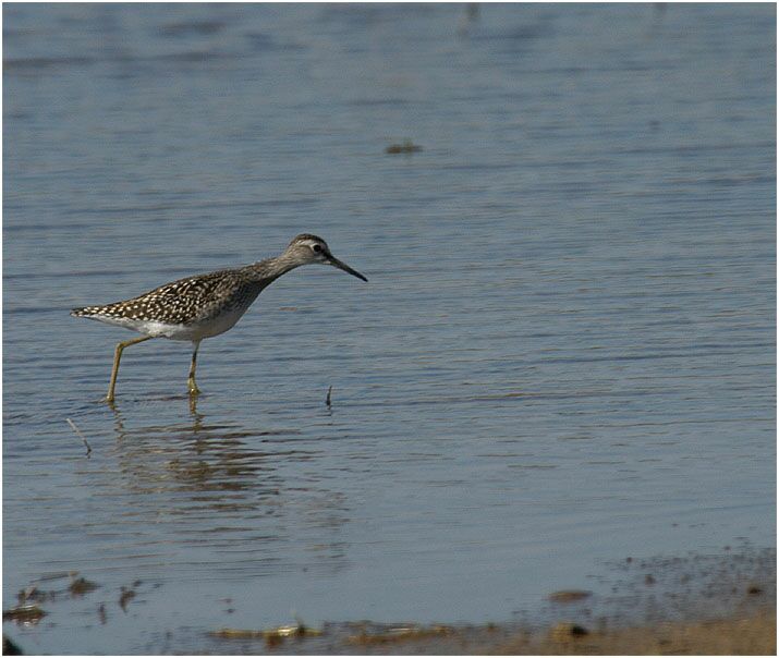 Bruchwasserläufer (Tringa glareola)