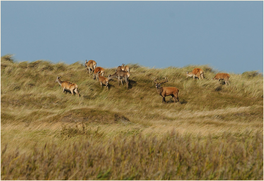 Darß, Rothirsche Darßer Ort