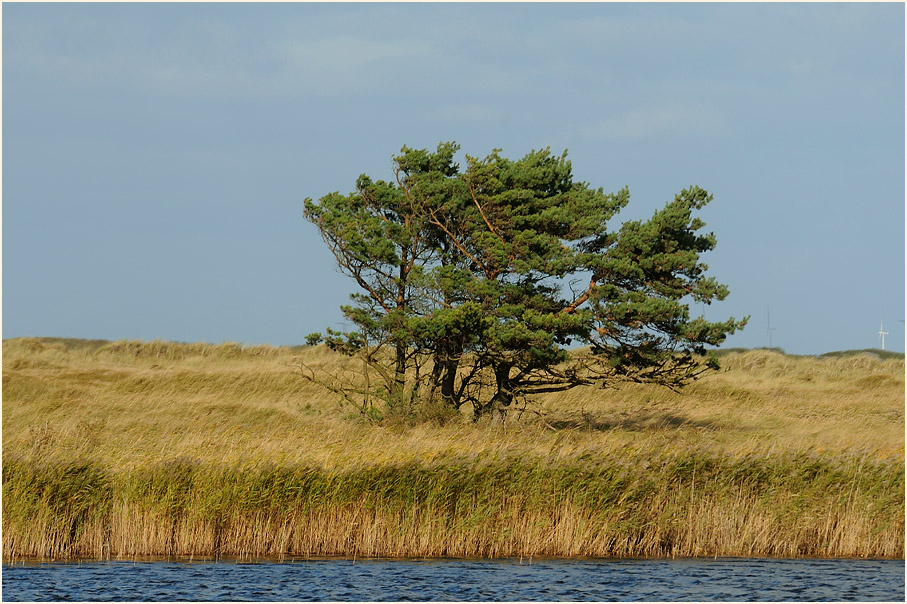 Darß, Dünen Darßer Ort