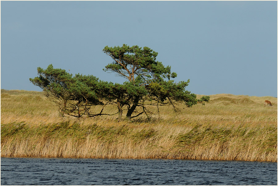 Darß, Dünen Darßer Ort