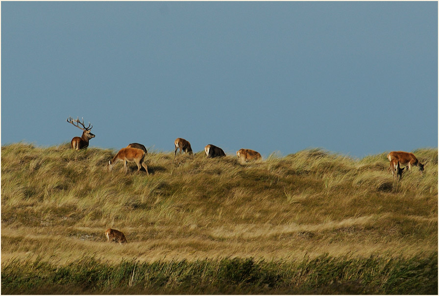 Dar&szlig;, Rothirsche Dar&szlig;er Ort