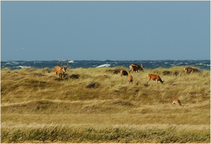 Dar&szlig;, Rothirsche Dar&szlig;er Ort