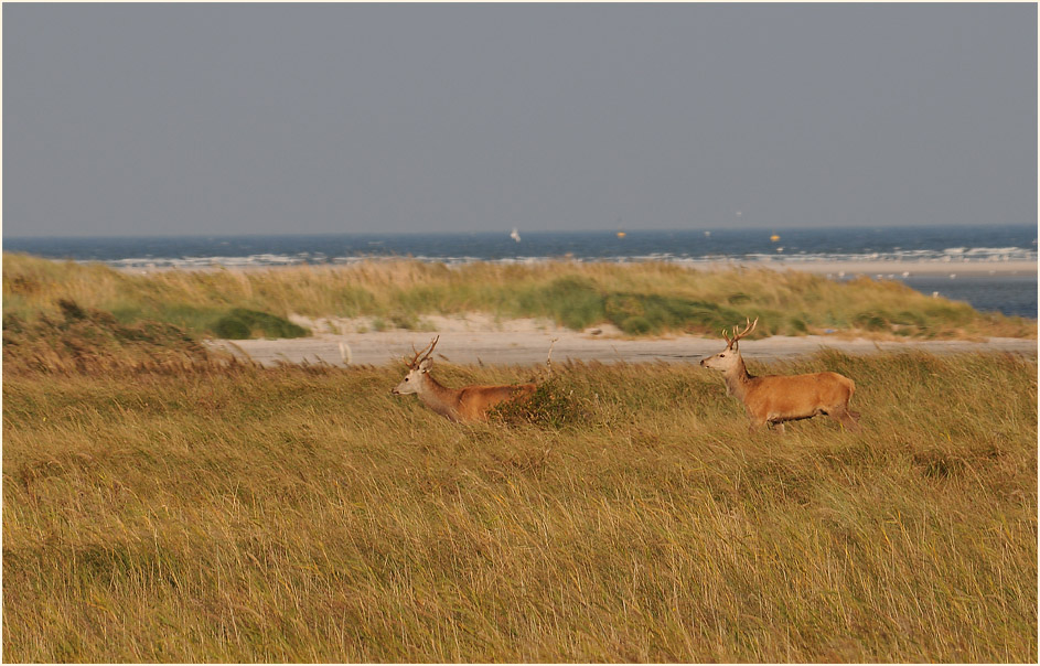 Rothirsche auf den D&uuml;nen, Dar&szlig;er Ort