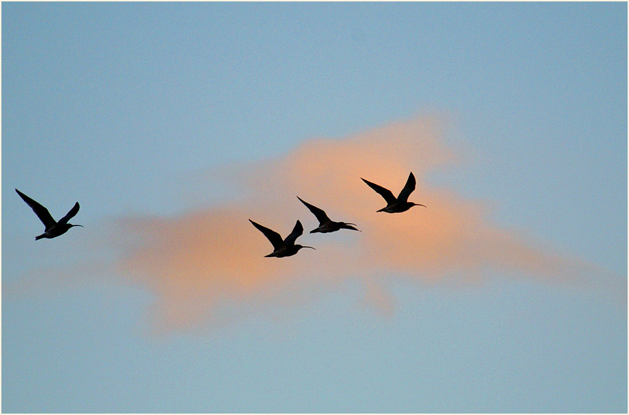 Darß, Brachvögel bei Pramort
