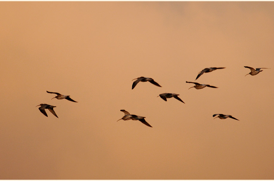 Darß, Brachvögel bei Pramort