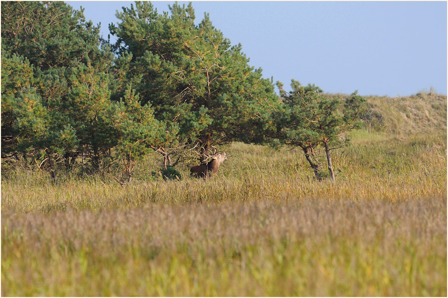 Rothirsch auf den D&uuml;nen, Dar&szlig;er Ort