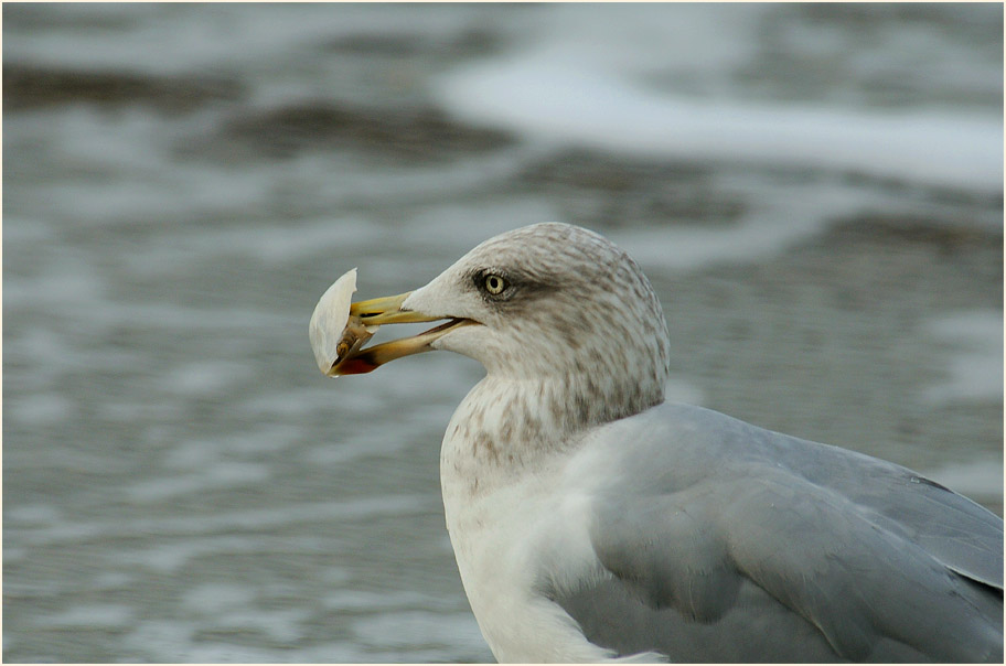Dar&szlig;, Silberm&ouml;we am Weststrand
