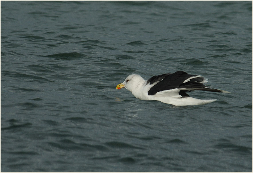 Darß, Mantelmöwe am Weststrand