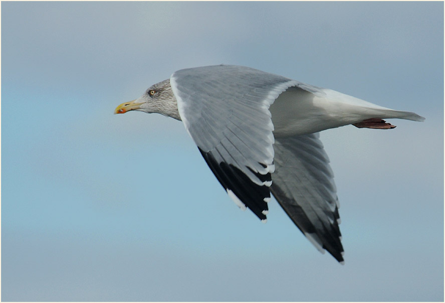 Dar&szlig;, Silberm&ouml;we am Weststrand