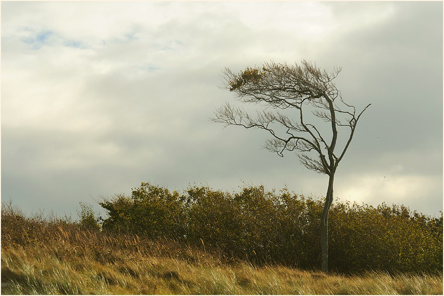 Dar&szlig;, Am Weststrand
