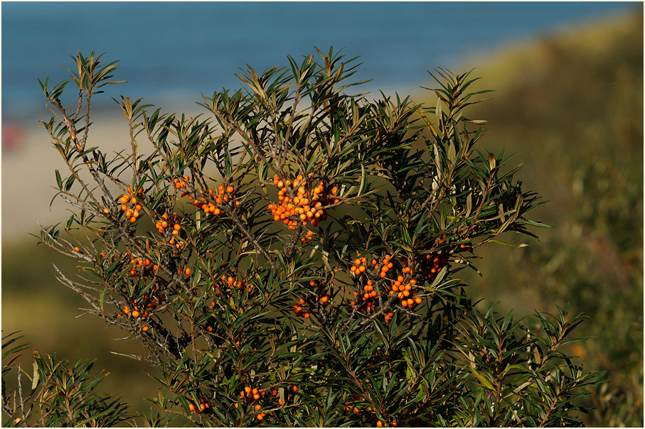 Darß, Sanddorn bei Ahrenshoop