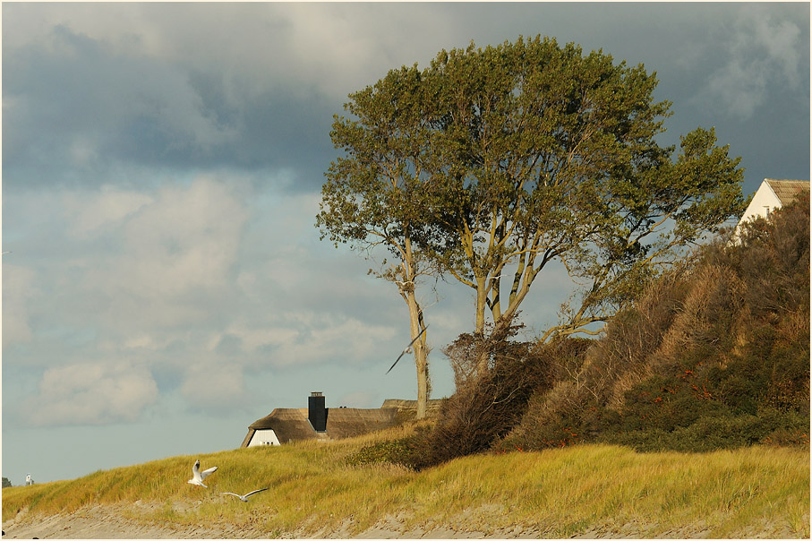 Dar&szlig;, Ahrenshoop