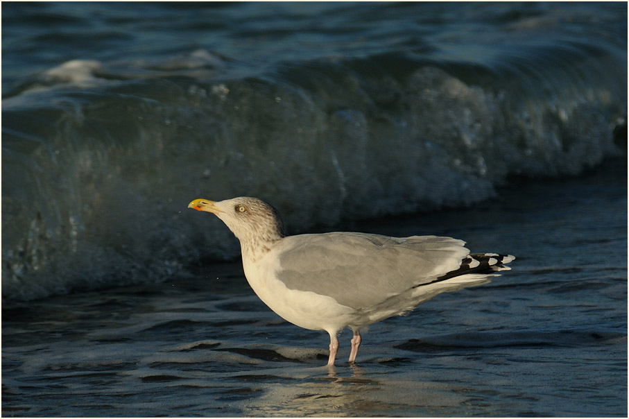 Darß, Silbermöwe am Strand bei Ahrenshoop