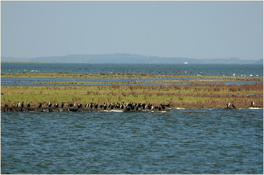 Dar&szlig;, Barther Oie