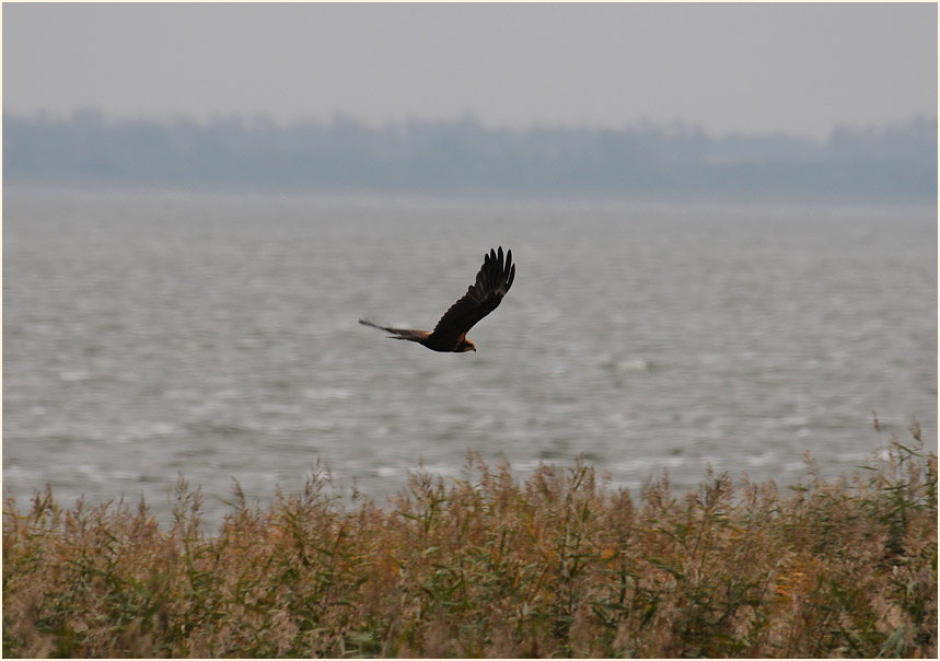 Rohrweihe an der Barther Oie