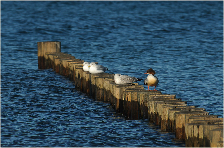 Dar&szlig;, G&auml;nses&auml;ger und M&ouml;wen am Strand bei Zingst
