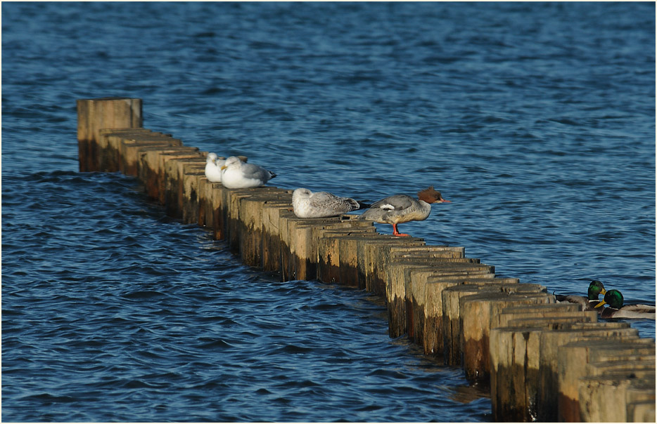 Darß, Gänsesäger und Möwen am Strand bei Zingst