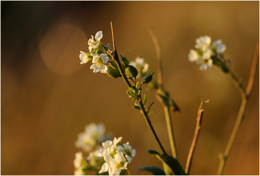 Dar&szlig;, Graukresse