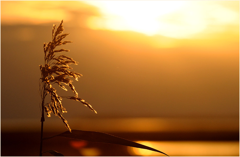 Dar&szlig;, Abendliche Boddenlandschaft