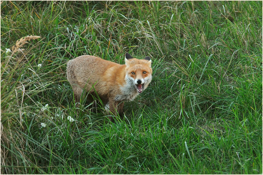 Dar&szlig;, Fuchs bei Pramort
