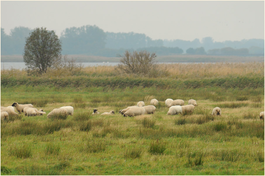 Schafe an der Barther Oie