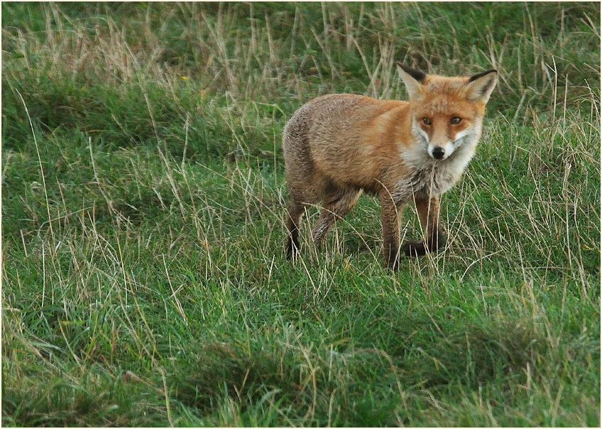 Darß, Fuchs bei Pramort