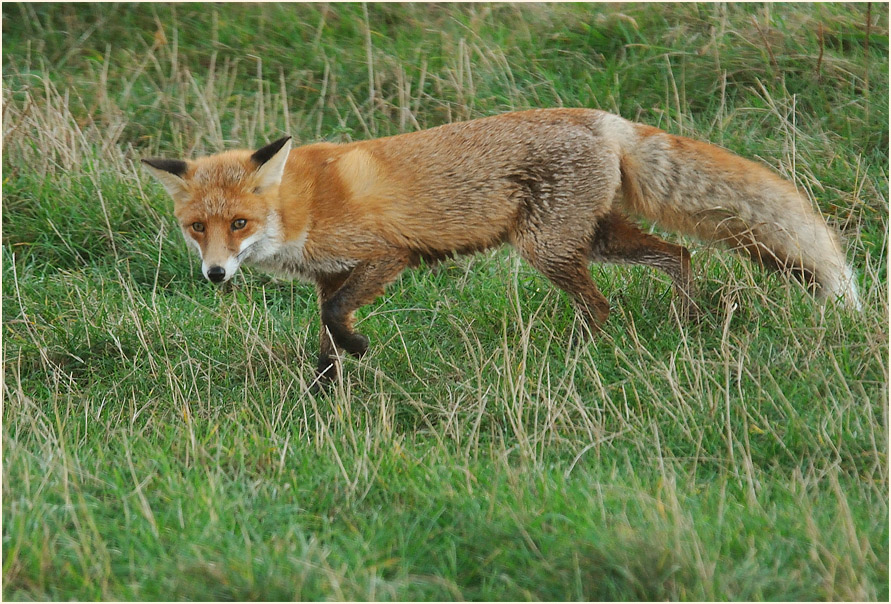Darß, Fuchs bei Pramort