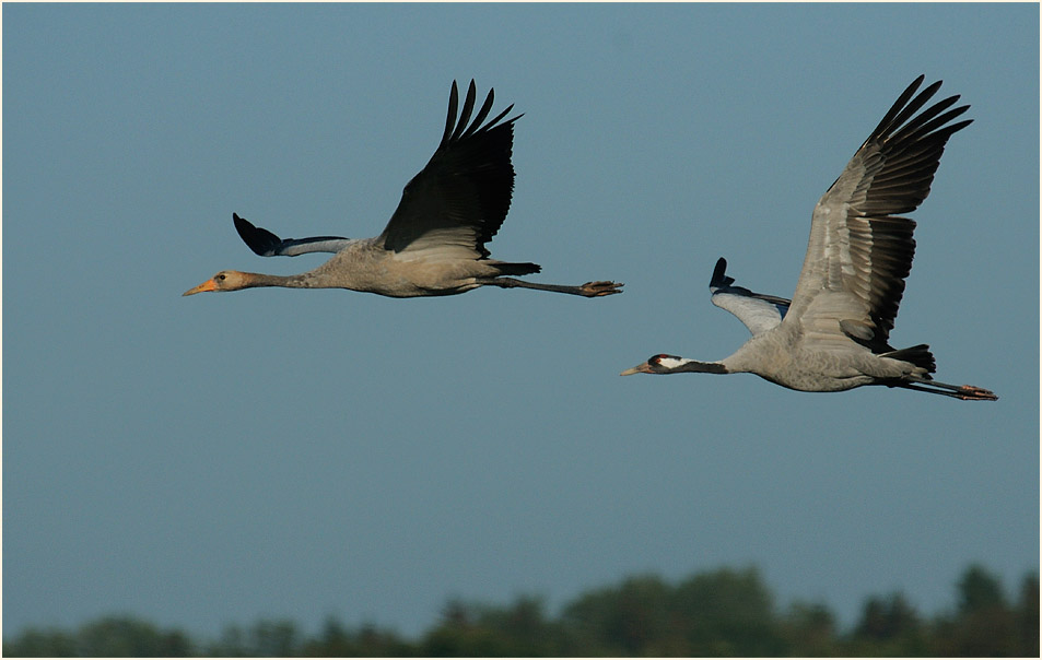 Darß, Kraniche am Günzer See