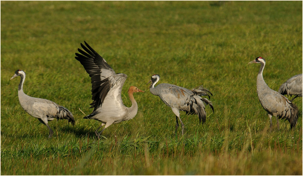 Dar&szlig;, Kraniche am G&uuml;nzer See