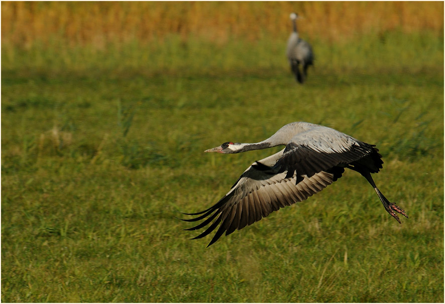 Dar&szlig;, Kranich am G&uuml;nzer See