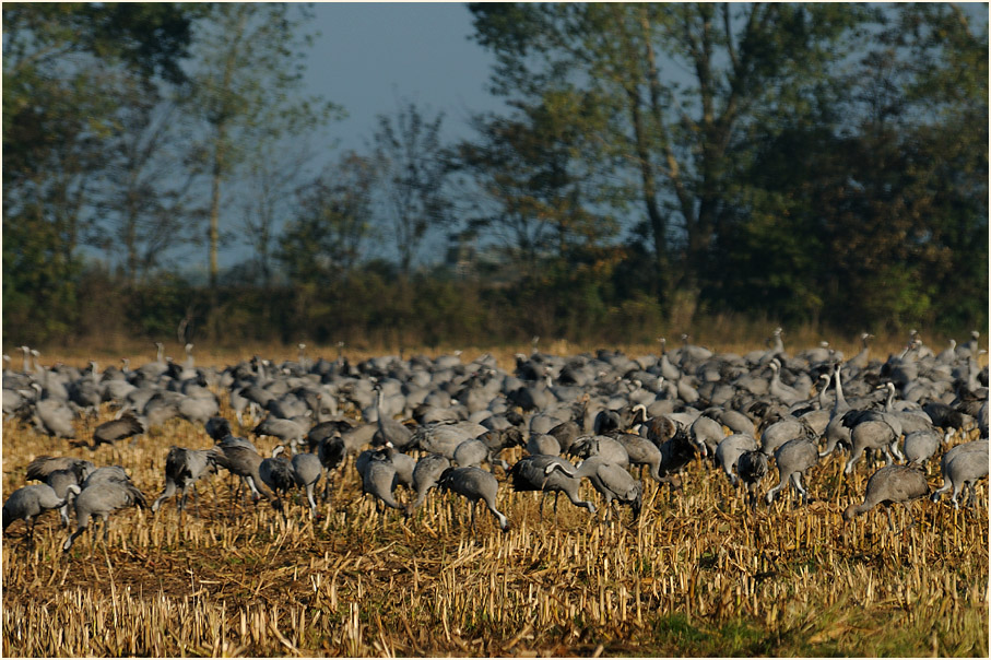 Darß, Kraniche am Günzer See