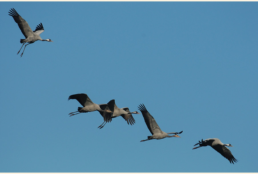 Dar&szlig;, Kraniche am G&uuml;nzer See