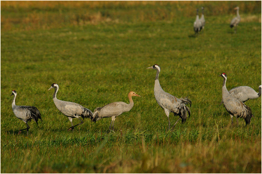 Dar&szlig;, Kraniche am G&uuml;nzer See