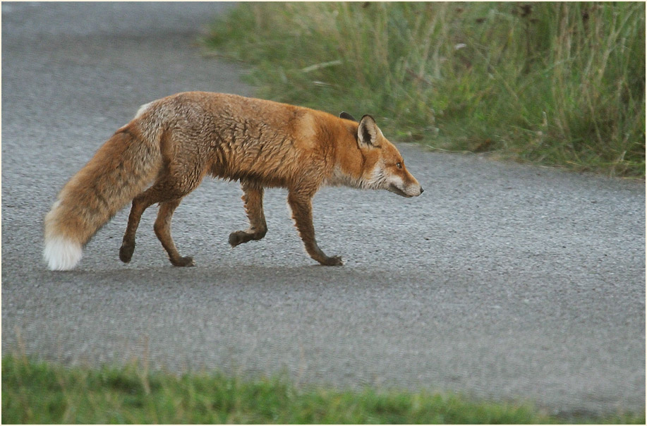Darß, Fuchs bei Pramort