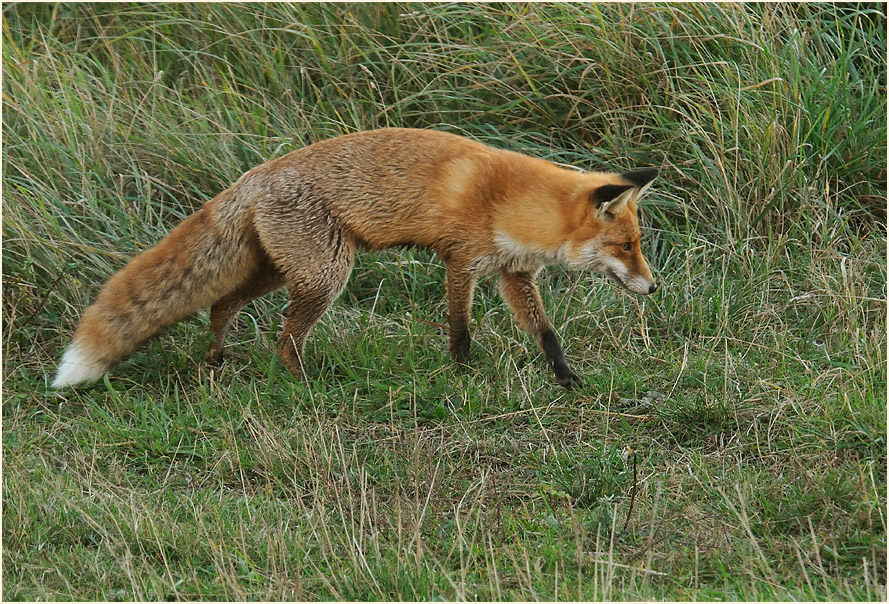 Darß, Fuchs bei Pramort