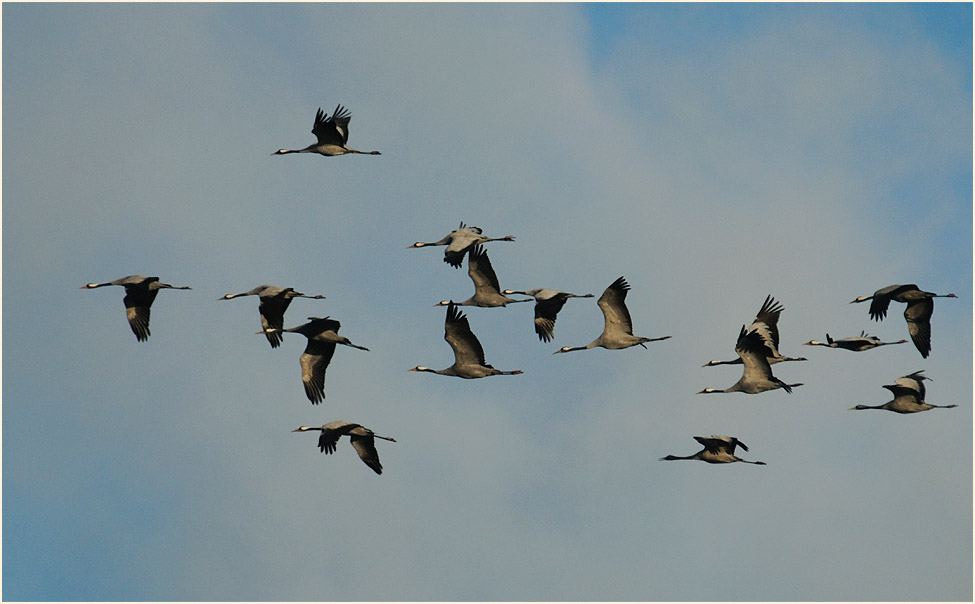Dar&szlig;, Kraniche bei Bresewitz