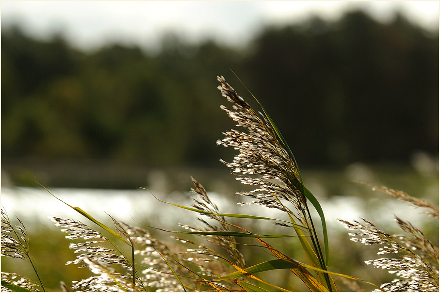 Darß, Boddenlandschaft Bresewitz