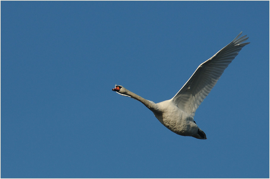 Dar&szlig;, H&ouml;ckerschwan