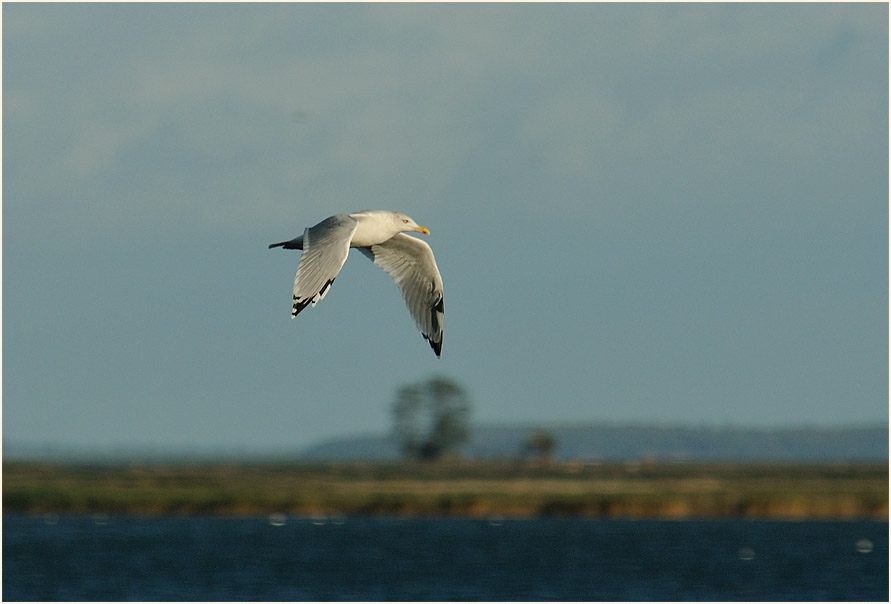 Dar&szlig;, Silberm&ouml;we am Bodden